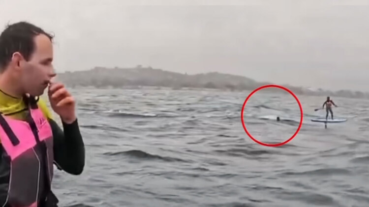 Η τρομακτική στιγμή που καρχαρίας καταδιώκει σέρφερ στην Καλιφόρνια, δείτε βίντεο