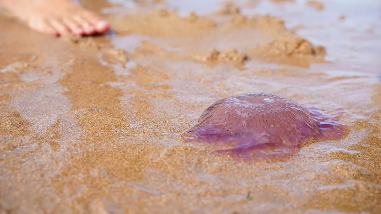 Μωβ μέδουσες στην Εύβοια: Τι πρέπει να προσέχουν οι λουόμενοι – Τι να κάνετε εάν σας τσιμπήσουν
