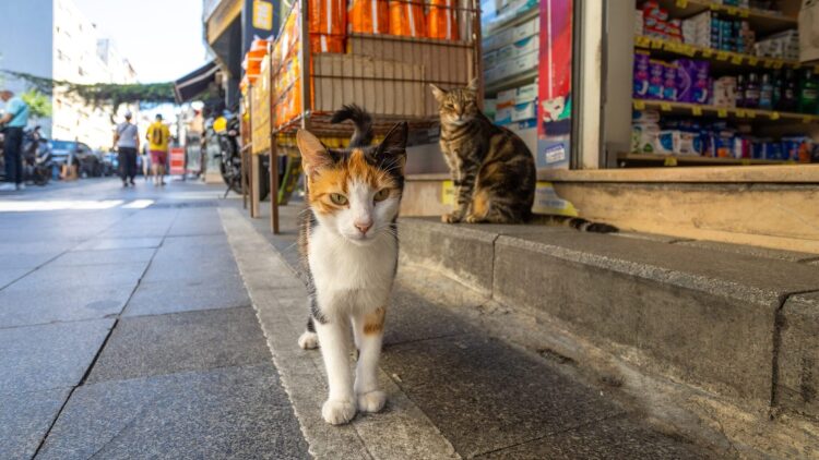 Τι σημαίνει όταν μια αδέσποτη γάτα σάς ακολουθεί στον δρόμο;