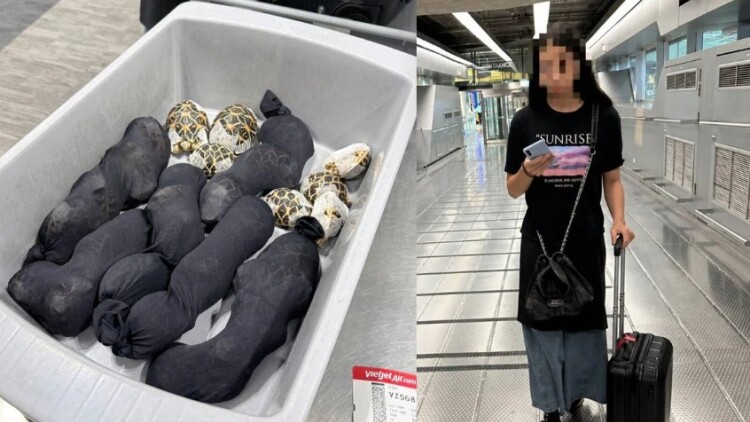 Συνελήφθη 19χρονη Ταϊβανέζα στο αεροδρόμιο της Μπανγκόκ, μετέφερε 30 σπάνιες χελώνες κρυμμένες στα ρούχα της
