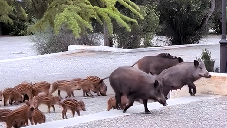 Οικογένεια από αγριογούρουνα πήγε... καλεσμένη σε γάμο στους Θρακομακεδόνες, δείτε βίντεο