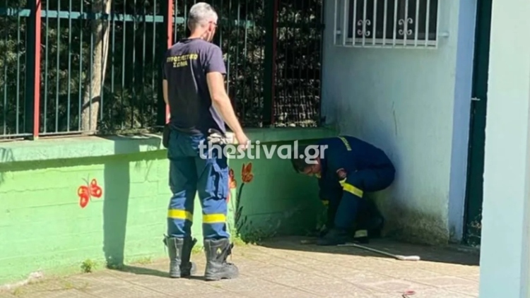 Αναστάτωση σε νηπιαγωγείο στις Συκιές Θεσσαλονίκης μετά την εμφάνιση φιδιών: «Φοβόμαστε να στείλουμε τα παιδιά μας σχολείο»
