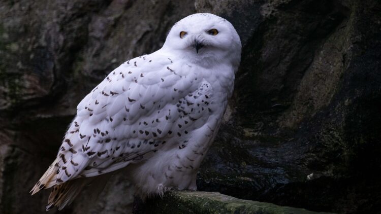 Expecto Patronum! Τα μυστικά των ζώων στο σύμπαν του Harry Potter