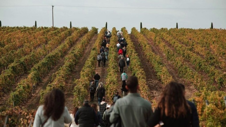 TasteGreekWines.com: Η νέα ψηφιακή πύλη που φέρνει τον ελληνικό οινοτουρισμό ένα κλικ πιο κοντά