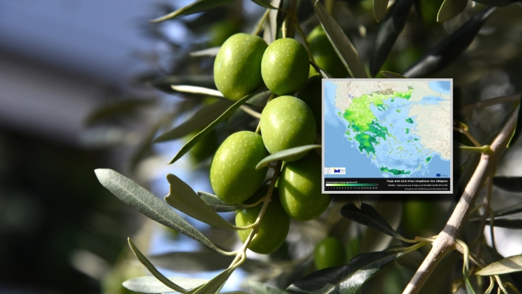 Meteo: Αυξημένες συγκεντρώσεις γύρης ελιάς στην ατμόσφαιρα σε πολλές περιοχές της χώρας, δείτε χάρτη