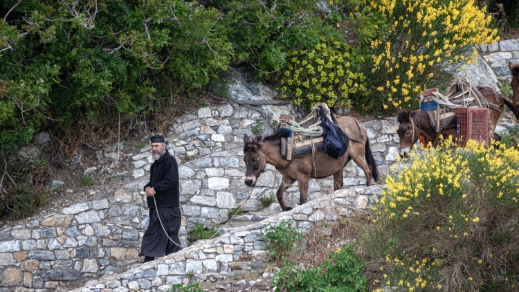 Βιβλίο με πλούσιο φωτογραφικό υλικό αποτυπώνει τον φυτικό θησαυρό του Αγίου Όρους