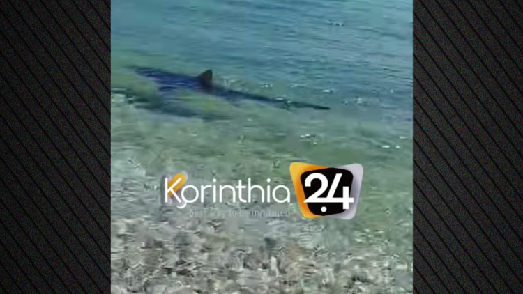 Καρχαρίας κόβει βόλτες στα Λουτρά της Ωραίας Ελένης, δείτε βίντεο 