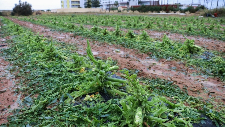 Κρήτη: Ζημιές σε αμπελοκαλλιέργειες από την έντονη χαλαζόπτωση στο Ηράκλειο, δείτε βίντεο