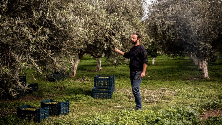 Κτήμα Τομπάζη: Το ιστορικό αγρόκτημα του ναυάρχου του 1821 που παράγει βραβευμένο ελαιόλαδο