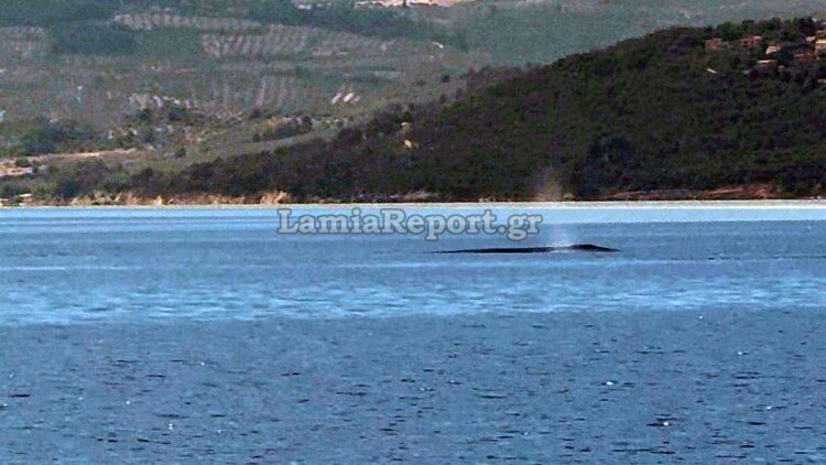 Βίντεο: Φάλαινα εμφανίστηκε ανοιχτά του Θεολόγου, στον Βόρειο Ευβοϊκό