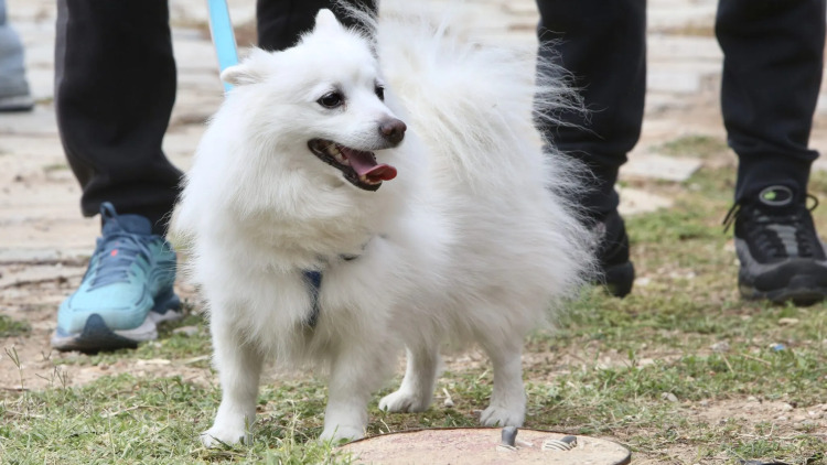 A Day With My Pet: Tο Σάββατο στον Δήμο Πετρούπολης, η γιορτή του topetmou.gr για τους τετράποδους φίλους μας