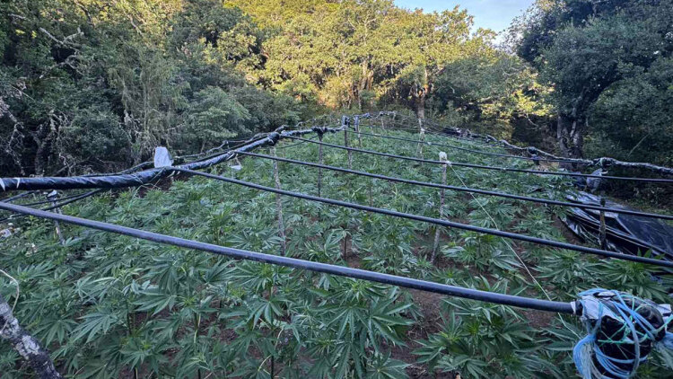 Τεράστια φυτεία κάνναβης με 1.383 δενδρύλλια ξηλώθηκε από την ΕΛΑΣ, πάνω από 2 εκατ. ευρώ τα προσδοκόμενα κέρδη 