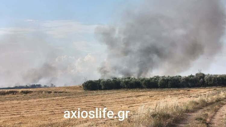 Οριοθετήθηκε η φωτιά στον Βαθύλακκο Θεσσαλονίκης, σηκώθηκαν τρία εναέρια