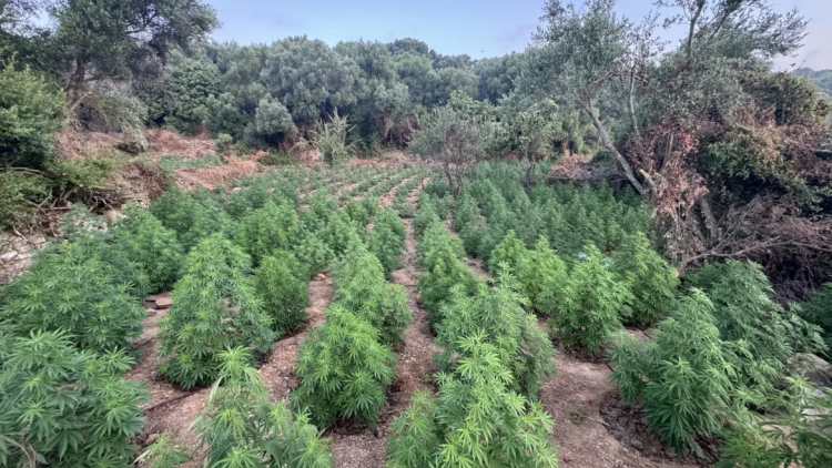 Ξηλώθηκε φυτεία κάνναβης με 1.532 δενδρύλλια στην Μεσσηνία, πάνω από 1,5 εκατ. ευρώ τα κέρδη 
