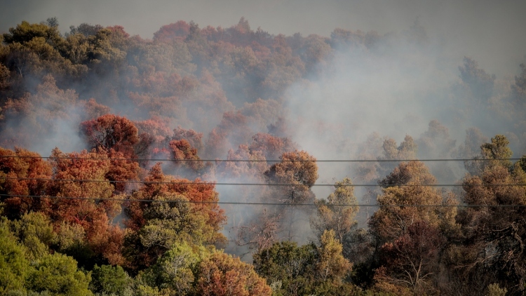 Χωρίς ενεργό μέτωπο η φωτιά στην Οινόη, ισχυρές πυροσβεστικές δυνάμεις συνεχίζουν να επιχειρούν