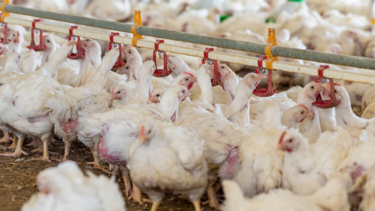 Βρέθηκε ο προμηθευτής των ύποπτων κοτόπουλων για τα κρούσματα σαλμονέλας στη Λαμία: Έρευνες για να εντοπιστεί ο ενδιάμεσος και η μονάδα εκτροφής
