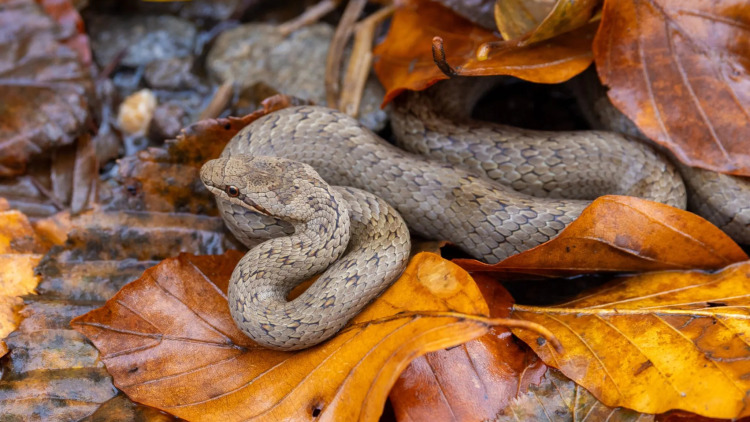 Στεφανοφόρος: Μάθετε για το ντροπαλό φίδι με το βασιλικό όνομα