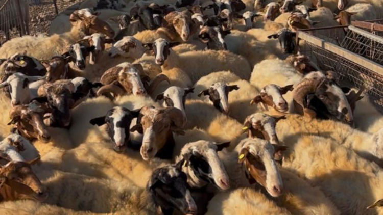 Πρώτος μαζικός έλεγχος της ΑΑΔΕ στην Κρήτη για τις αγροτικές επιδοτήσεις, 120 από τους 195 κτηνοτρόφους δεν προσήλθαν