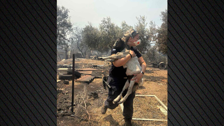 Αστυνομικός στη Βοιωτία σώζει κατσικάκι μέσα από τις φλόγες