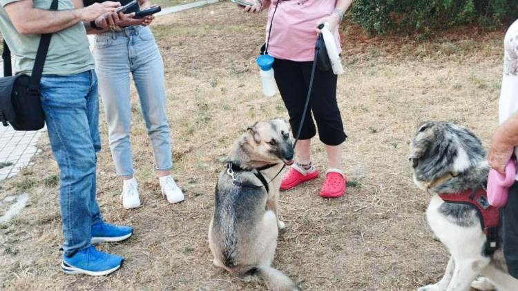 Θεσσαλονίκη: Πρόστιμα για βόλτα χωρίς λουρί και άλλες παραλείψεις σε δεσποζόμενα ζώα από την αστυνομία
