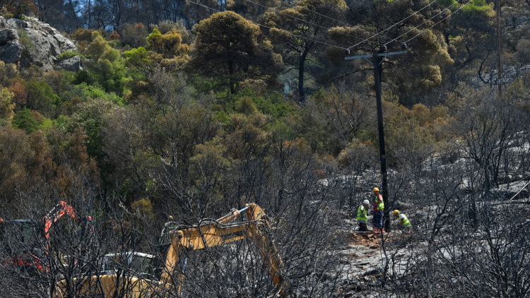 Ποια είναι τα δέντρα που μπορούν να γίνουν «ασπίδα» για το σπίτι σας απέναντι στις πυρκαγιές
