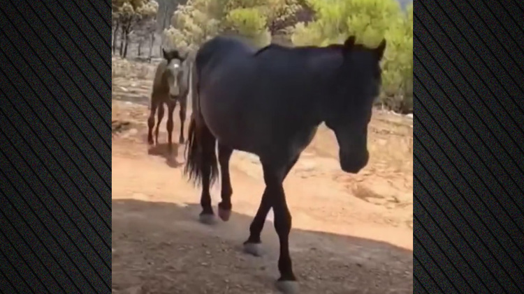 Καλά είναι τα τρία άλογα που προσπαθούσαν να ξεφύγουν από τη μεγάλη φωτιά στην Αττική, δείτε βίντεο
