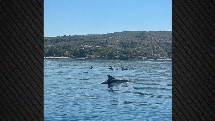 Δείτε βίντεο: Κοπάδι δελιφινιών κολύμπησε δίπλα σε σκάφος στον Παγασητικό, «ένα όνειρο έγινε πραγματικότητα»