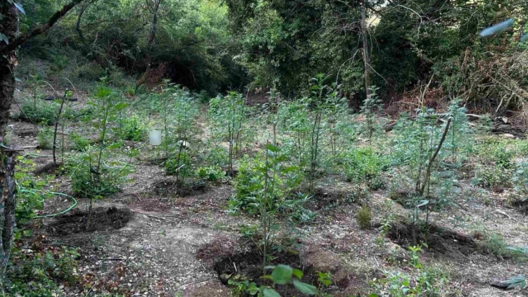 Εντοπίστηκε φυτεία με περισσότερα από 2.000 δενδρύλλια κάνναβης σε δύσβατη δασική περιοχή στην Φθιώτιδα, δείτε βίντεο

