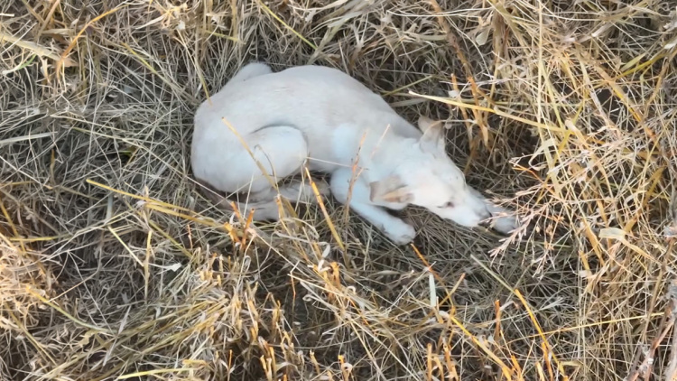 «Άξιζε να θέσουμε σε κίνδυνο μια οικογένεια λύκων, για να σώσουμε έναν σκύλο; Όχι» λέει ο ερευνητής μετά τις επικρίσεις για τον θάνατο του λευκού κουταβιού