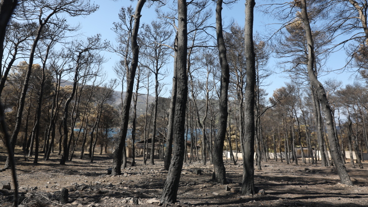 Χαρδαλιάς: Καμία ανεμογεννήτρια σε καμένες και αναδασωτέες περιοχές της Αττικής
