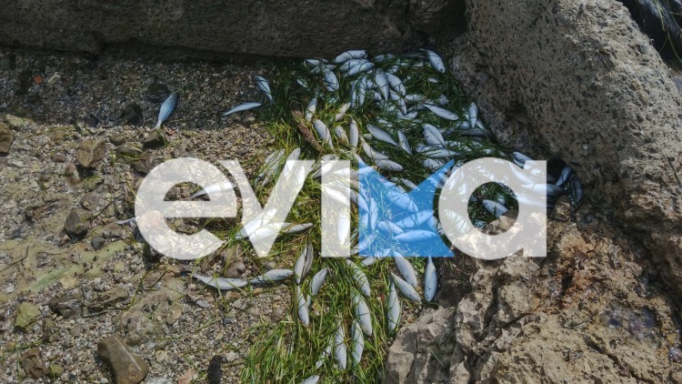 Νεκρά ψάρια ξεβράστηκαν στην παραλία Ροδιές στην Χαλκίδα, δείτε εικόνες και βίντεο