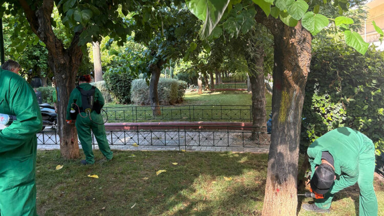 Το κινέζικο σκαθάρι απειλεί τις μουριές της Αθήνας, εμφανίστηκε για πρώτη φορά στην πόλη το 2019