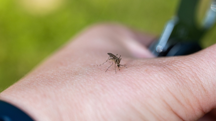 Άμεση δράση για τον ιό του Δυτικού Νείλου ζητούν οι λοιμωξιολόγοι, τα 12 μέτρα πρόληψης που προτείνουν 