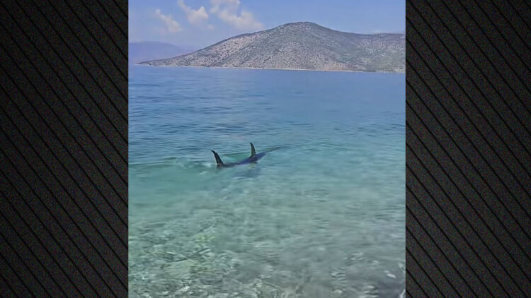 Τεράστιο ψάρι εμφανίστηκε στα ρηχά παραλίας στην Ψάθα, δείτε βίντεο