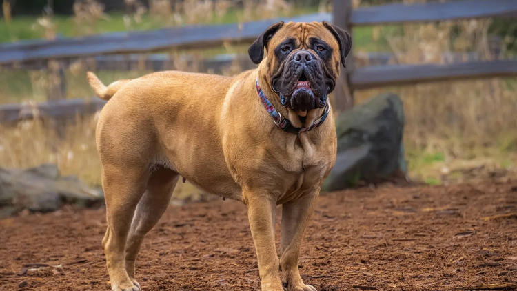 Bullmastiff: Προστατευτικοί και με ευαίσθητη καρδιά- Τι συνδέει τη φυλή με τον Sylvester Stalone
