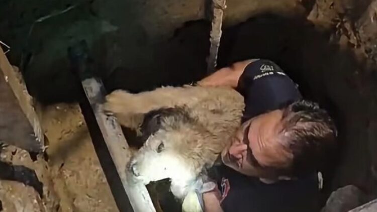 Θεσσαλονίκη: Σκύλος έπεσε σε τρύπα τριών μέτρων που είχε καλυφθεί με ξύλα