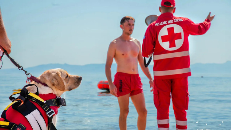 Η Ήρα είναι ο πρώτος σκύλος υγρού στοιχείου του Ελληνικού Ερυθρού Σταυρού που σώζει ζωές σε νερό και χαλάσματα
