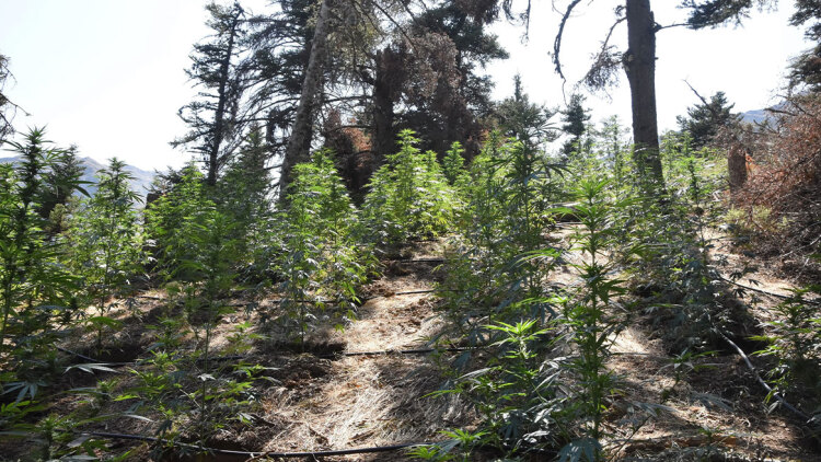 Τεράστια φυτεία με 2.189 δενδρύλλια κάνναβης εντοπίστηκε στην Κορινθία, στα 3,3 εκατ. ευρώ το εκτιμώμενο κέρδος
