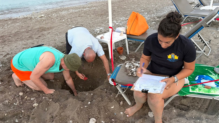 Τουρίστες είδαν χελωνάκια Caretta caretta να βγαίνουν μέσα από άμμο σε παραλία της Ρόδου