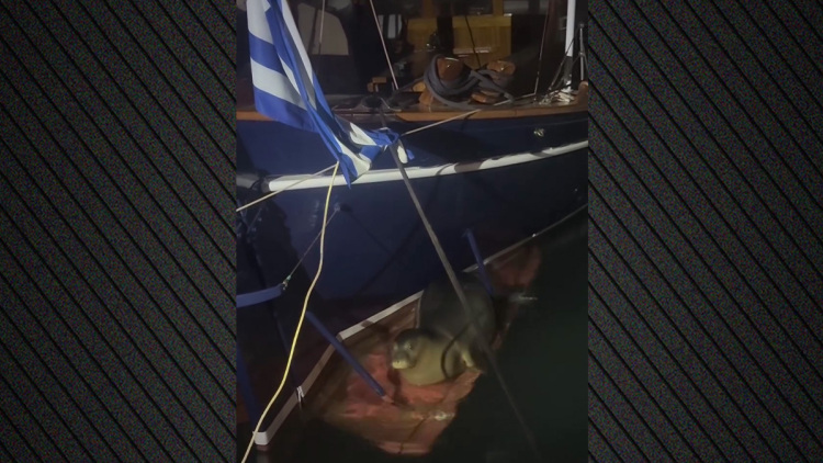 Φώκια ξαποσταίνει στη πλώρη σκάφους στα Καμένα βούρλα, δείτε βίντεο