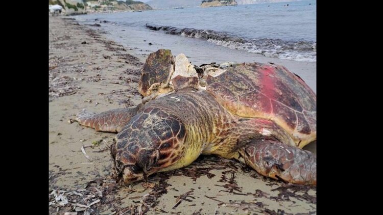 28 νεκρές θαλάσσιες χελώνες μέσα σε εννιά μήνες στην Κέρκυρα