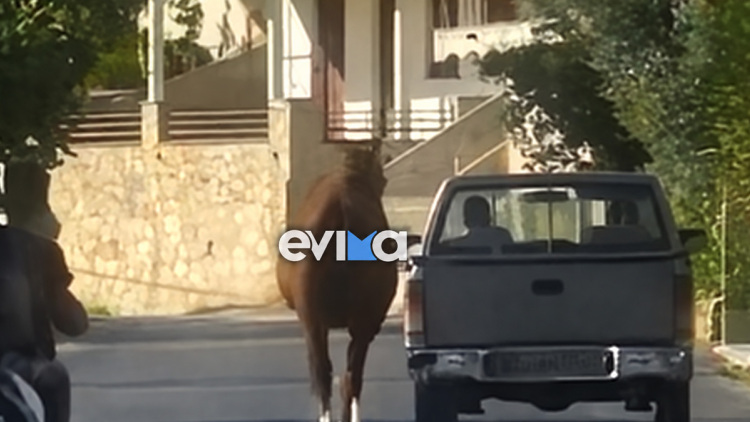Οδηγός στην Εύβοια έδεσε άλογο στην καρότσα και το έσερνε στο δρόμο, δείτε βίντεο 
