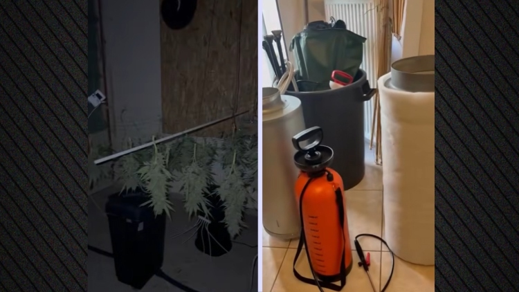 Εργαστήριο καλλιέργειας κάνναβης εντοπίστηκε σε σπίτι στα Άνω Λιόσια: Συνελήφθη 39χρονος, κατασχέθηκαν σχεδόν 8 κιλά