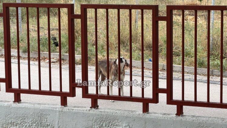 Αδέσποτος σκύλος επιτέθηκε σε μητέρα έξω από νηπιαγωγείο στη Λαμία