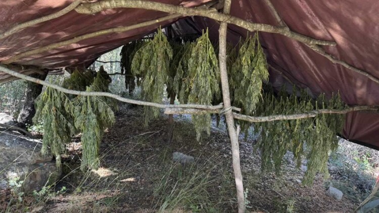 Φυτεία με 330 δενδρύλλια κάνναβης εντοπίστηκε στην Αχαΐα, δείτε φωτογραφίες
