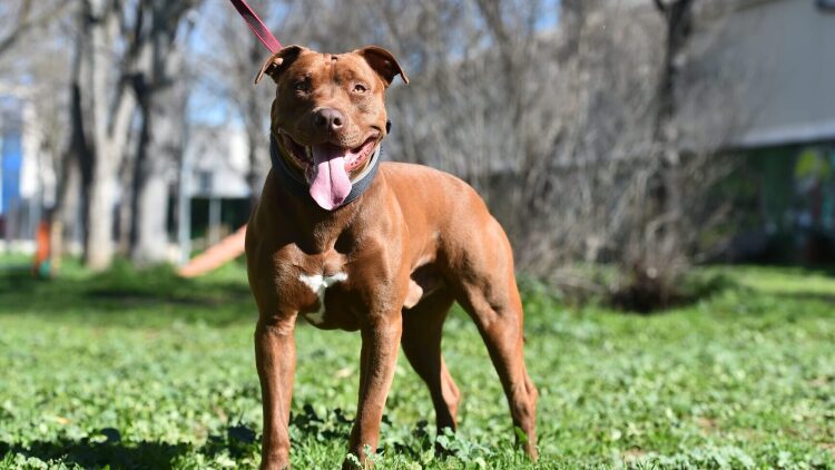 Πόσο καλά ξέρετε τα Pit Bull; Κάντε το κουίζ για να δείτε