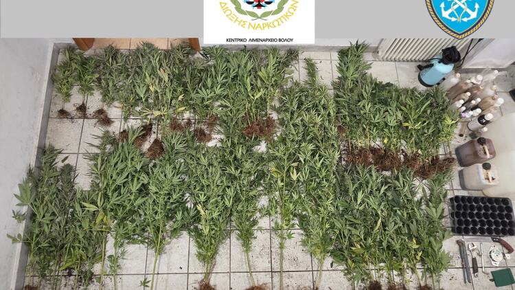 Εντοπίστηκαν 79 δενδρύλλια κάνναβης, στη Μακρινίτσα, αναζητούνται οι δράστες, δείτε φωτογραφίες