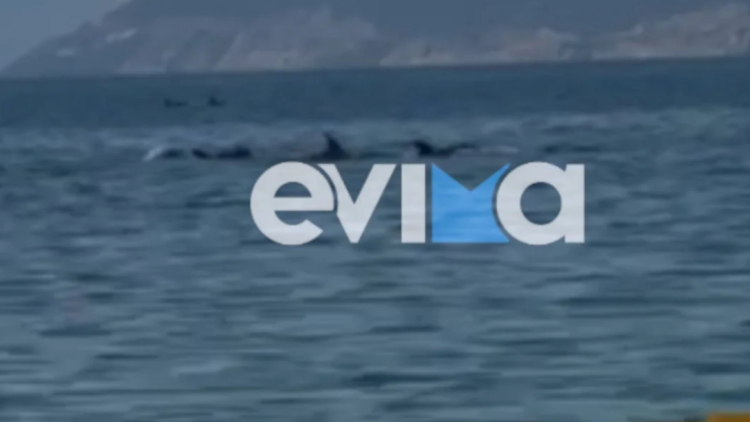 Απίστευτο θέαμα στον Ευβοϊκό: Φώκια και 20 δελφίνια έκαναν βόλτα, δείτε βίντεο 
