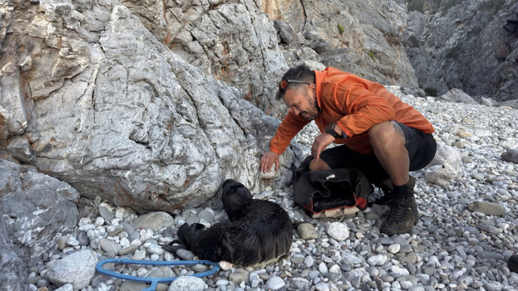Κουβάλησαν τραυματισμένη φώκια 15 κιλών για να την σώσουν στα Κύθηρα, δείτε βίντεο και φωτογραφίες