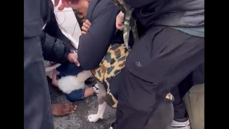 Τρόμος για παιδί 1 έτους στη Νέα Υόρκη: Του επιτέθηκε πίτμπουλ και δεν το άφηνε από τα σαγόνια του, δείτε βίντεο